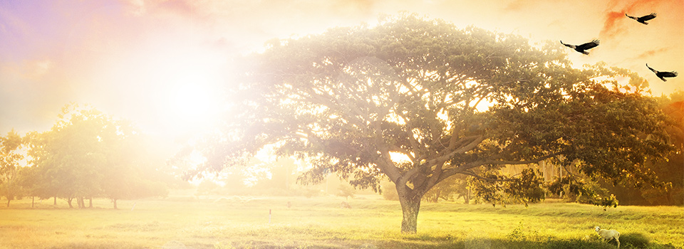 圣母升天节交易时间表